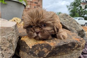 Mila - Shih Tzu for sale