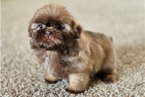 Memphis - Shih Tzu for sale