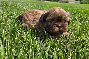 Mila - Shih Tzu for sale