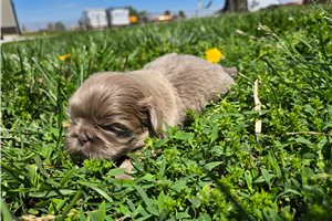 Miles - Shih Tzu for sale