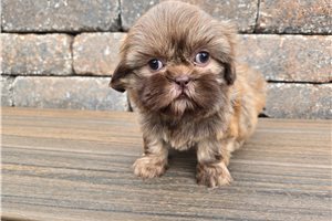 Mila - Shih Tzu for sale