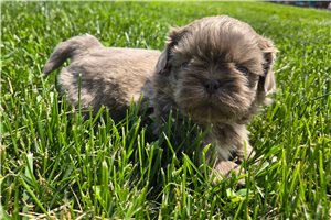 Miles - Shih Tzu for sale