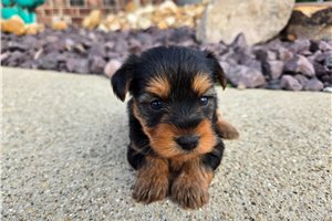 Bliss - Yorkshire Terrier - Yorkie for sale