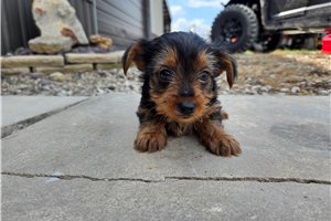 Stanson - Yorkshire Terrier - Yorkie for sale
