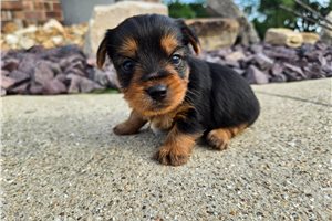 Stanson - puppy for sale