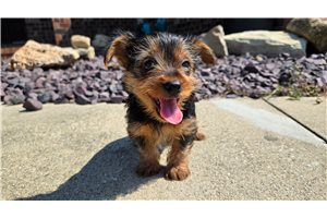 Stanson - puppy for sale