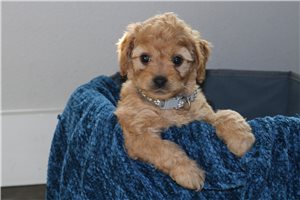 Darcy - Cavapoo for sale