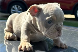 Henry - English Bulldog for sale
