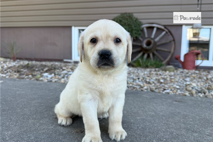 Valentina - Labrador Retriever for sale
