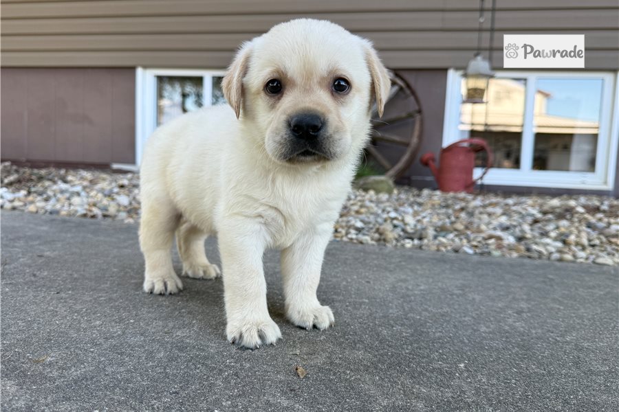 Vance - Labrador Retriever for sale