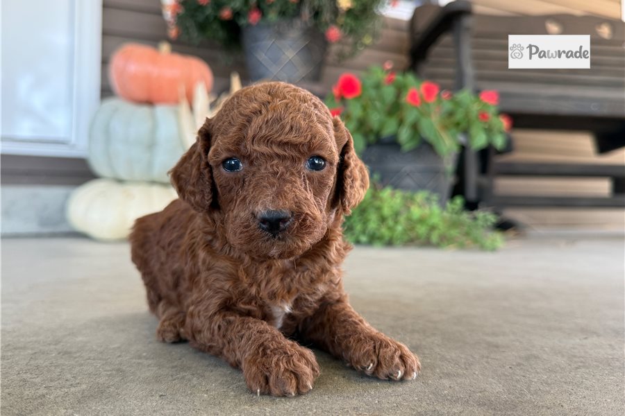 Alexis - Mini Goldendoodle for sale