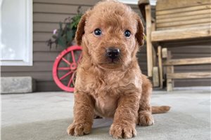 Nino - puppy for sale