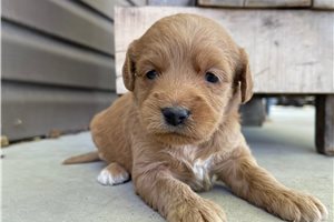 Annabelle - Labradoodle for sale