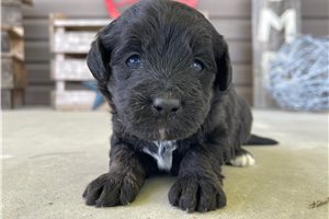 Archer - puppy for sale