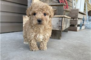 Norman - Labradoodle for sale