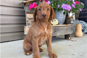 Nayeli - puppy for sale