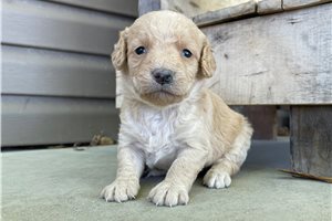 Alexia - puppy for sale