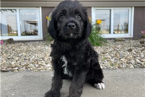 Andre - Labradoodle for sale