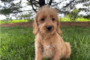 Annabelle - puppy for sale