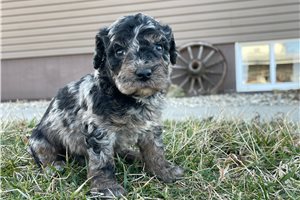 Niles - Labradoodle for sale