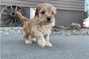 Natalie - puppy for sale