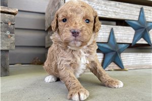 Augustus - puppy for sale