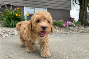 Amos - Labradoodle for sale