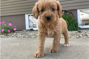 Annabelle - Labradoodle for sale
