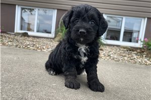 Archer - puppy for sale