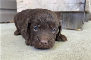 Alonzo - Labradoodle for sale