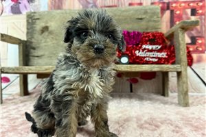 Patrick - Labradoodle for sale