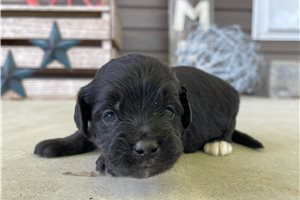 Andre - puppy for sale