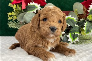 Axel - Labradoodle for sale