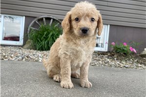 Alexia - puppy for sale