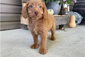 Newland - puppy for sale