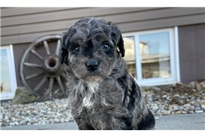 Nica - Labradoodle for sale