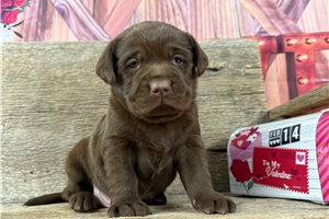 Parker - Labrador Retriever for sale