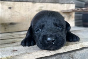 Koen - Labrador Retriever for sale
