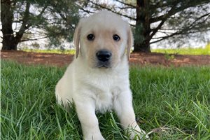 Alec - puppy for sale