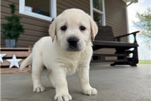 Amos - puppy for sale