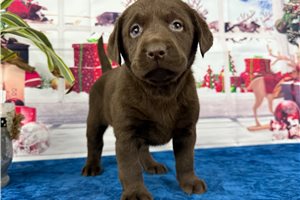 Cami - puppy for sale