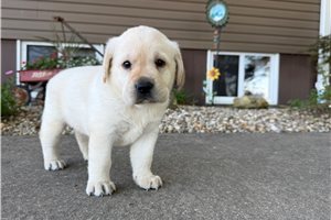 Jetta - Labrador Retriever for sale