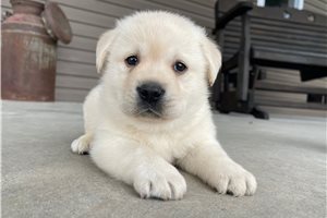 Arnold - Labrador Retriever for sale