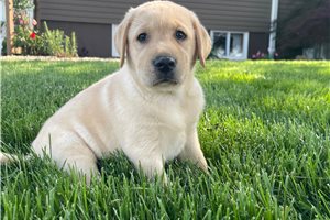 Cole - Labrador Retriever for sale