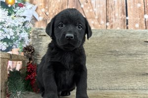Brent - puppy for sale