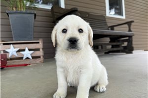 Hudson - Labrador Retriever for sale