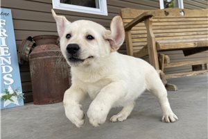 Teagan - Labrador Retriever for sale