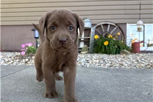 Natalie - Labrador Retriever for sale