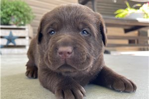 Finn - Labrador Retriever for sale