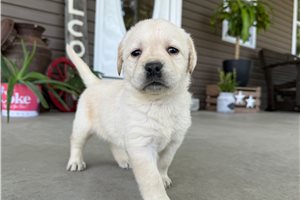 Heidi - puppy for sale